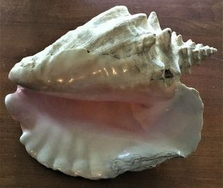 Large Vintage Queen Pink Conch Seashell 12 