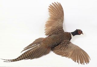 Vintage Ring Necked Pheasant Taxidermy In Flight Wall Mount Flying Right Large