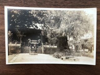 China Old Postcard Chinese Tree Amoy Foochow Canton Swatow Hangchow