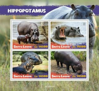 Sierra Leone Wild Animals Stamps 2020 Mnh Hippopotamus Hippos Fauna 4v M/s
