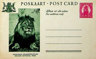 South Africa Kruger National Park: Lion Illustrated 1d Ship Postal Card