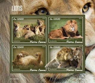 Sierra Leone 2019 Fauna Lions S201908