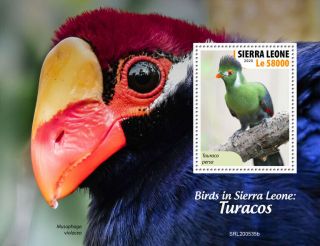 Sierra Leone 2020 Birds In Sierra Leone: Turacos S202011