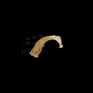 Bones Fox Tv Series Rib Bone Plastic Prop