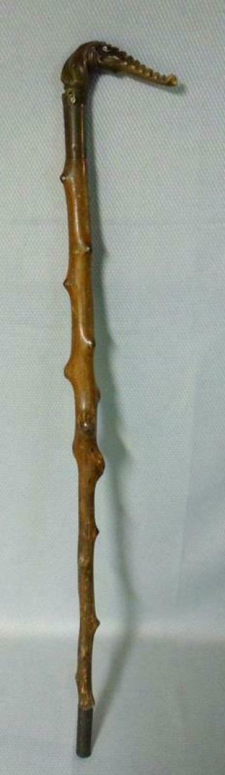 Antique Carved Steer Horn Blackthorn Alligator Head Walking Stick Cane W/ferrule