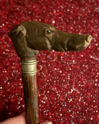 Antique Figural Carved Wood Greyhound Dog Cane/umbrella Handle,  Glass Eyes.