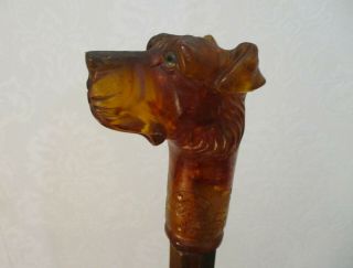 Antique Early 20th Century Walking Stick W/ Carved Amber Dog Head,  35 " Length