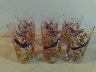 Bluejay Birds 8 Ounce Glass Tumblers Set Of 6 4.  5 " Tall