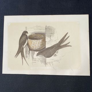 1860 Swallow And Swift Bird Antique Print Coloured Bicknell