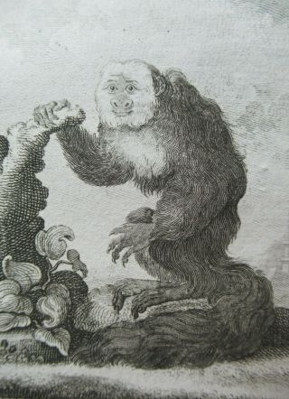 Saki Monkey Fox Tailed Antique Print Natural History Buffon Engraving 1791