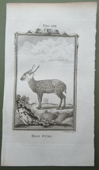 Hog Stag Deer Antique Print Copper Plate Engraving Buffon Natural History 1791