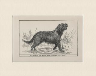 Otterhound Named Champion Dog Old Antique 1900 Print Ready Mounted