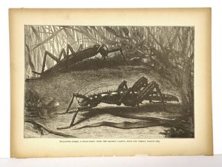 Antique 1880s Book Illustration Page Eurycantha Armata Stick Insect Solomon Isle