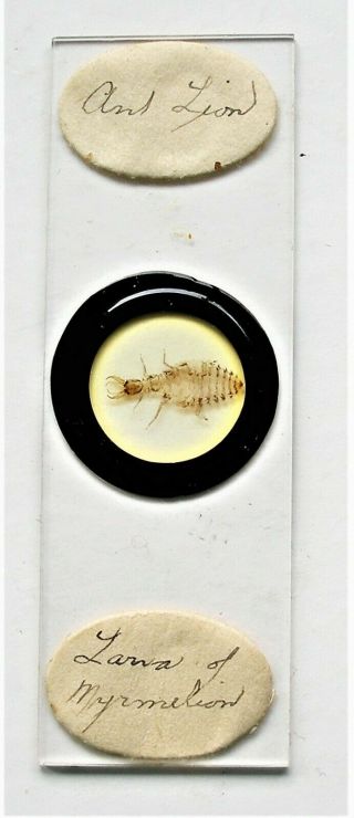 Antique Microscope Slide By Darlaston Of Whole Ant Lion Lava