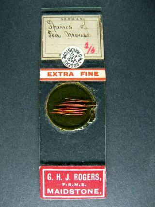 Antique Microscope Slide By Norman.  " Spines Of Sea Mouse ".  Extra Fine.