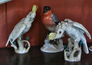 Wien Augarten Cockatoo Figurine porcelain bird Austria head down 2 5
