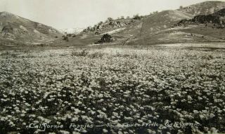 Antique Rppc Postcard California Poppies Porterville,  Ca B4