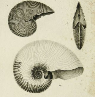 1816 Antique Print Of Seashells.  Nautilus.  Conchs.  Shells.  Sea Life.  Molluscs.