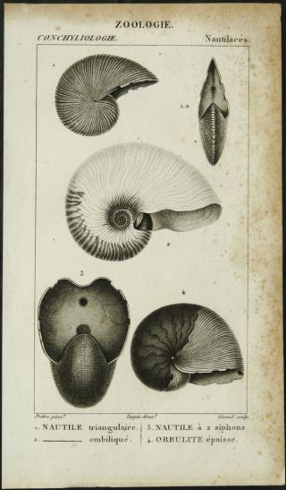 1816 Antique print of SEASHELLS.  NAUTILUS.  CONCHS.  SHELLS.  Sea Life.  Molluscs. 2