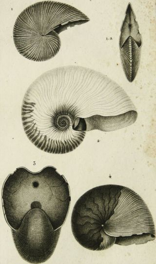 1816 Antique print of SEASHELLS.  NAUTILUS.  CONCHS.  SHELLS.  Sea Life.  Molluscs. 3
