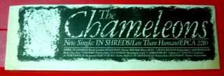 The Chameleons In Shreds/uk Tour Vintage Orig 1982 Press/mag Advert 11.  5 " X 3.  5 "