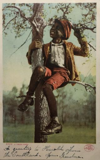 Antique African - American Black Americana Postcard A Person Sitting In A Tree