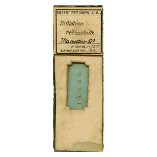 Antique Microscope Slide Of Miliolina Shells From 1888 By Robert Pettigrew