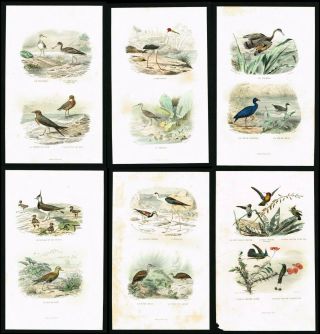 Hummingbirds Lapwing Exotic Birds,  6 Hand - Colored Plates,  Oeuvres De Buffon 1841