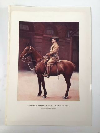 Sargeant Major Imperial Light Horse,  Antique Print 1900 South Africa Transvaal
