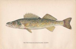 Antique Fish Print The Pike Perch Or Walleye By Sherman F.  Denton 1895