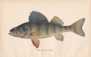 Antique Fish Print The Yellow Or Barred Perch By Sherman F.  Denton 1895