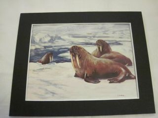 Vintage Animal Book Plate/print.  Walruses By C.  E.  Swan