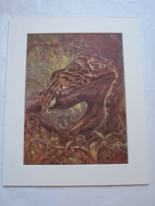 Vintage Animal Book Plate/print.  Clouded Leopard By C.  E.  Swan