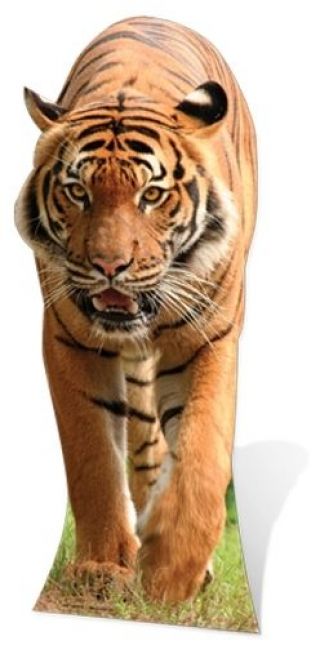 Tiger Lifesize Cardboard Cutout Fun Figure 130cm Tall - Great For Parties
