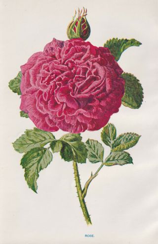 Roses Rose Flower Floral Antique Botanical Art Print Lithograph 1898