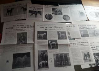 13 X Antique Airedale Irish Fox Terrier Pages/clippings Our Dogs 1914 - 1926