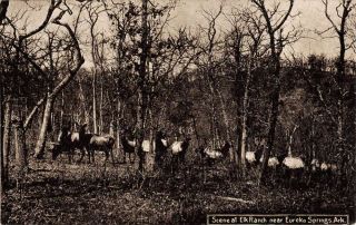 Eureka Springs Arkansas Elk Ranch Scene Antique Postcard K54339