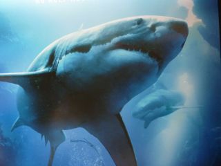 47 METERS DOWN 2017 ONE SHEET POSTER MANDY MOORE CLAIRE HOLT SHARK 3