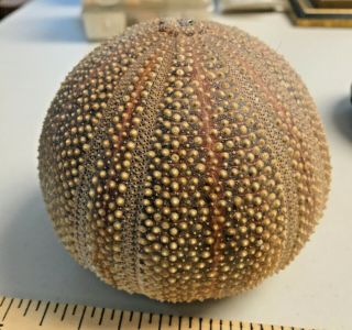 Vintage 4 " Sea Urchin Specimen,  Globe Shape,  Displays Well