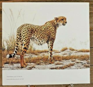 Vintage Robert Bateman Nature Wildlife Color Pictures Book Print Plate Pages Art