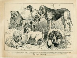 Old Antique 1889 Print Engraving Dogs At The Kennel Club Show S25