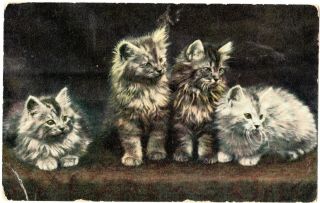 Antique Bb Postcard Uk - Cute Kittens / Cats - Posted Nz 1908