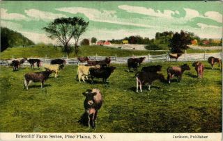 C50 - 4073,  Briercliff Farm,  Pine Plains,  Ny. ,  Postcard.