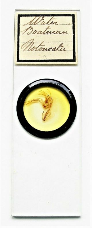 Antique Microscope Slide By Norman Of Whole Water Boatman