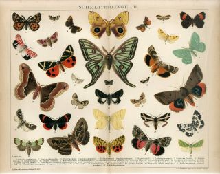 1895 Butterflies Moths Antique Chromolithograph Print A.  Reichert