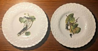 Alfred Meakin Birds Of America 79 Kingbird & Sparrow 114 - 11 " Dinner Plates