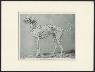 Chinese Crested Old Vintage 1934 Dog Print Ready Mounted