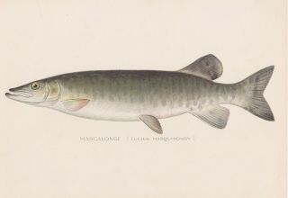 Antique Fish Print: Muskie Or Muskellunge By Sherman F.  Denton 1902