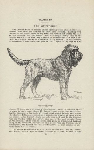 Otterhound Old Antique 1912 Dog Print Page Artist Arthur Wardle