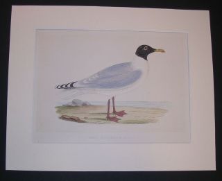 Antique Print " Great Black - Headed Gull " Birds Of The World Rev F.  Morris C1860 - 70